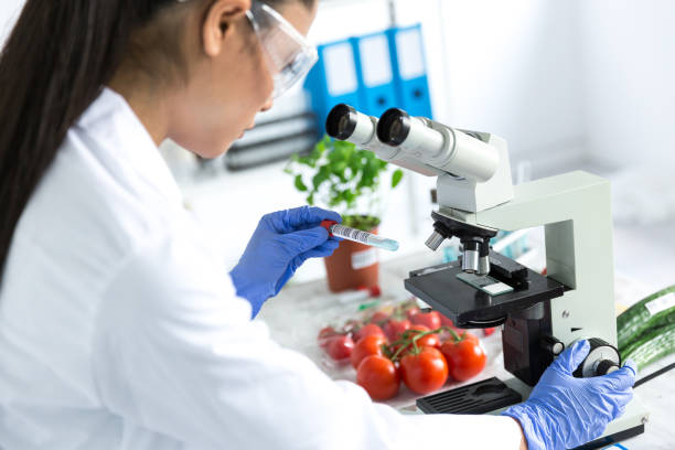 Female microbiologist using microscope in laboratoty , examinating vegetables